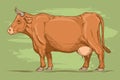 retro illustration of a cow. Royalty Free Stock Photo