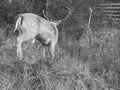 Grey shaded - Back view on male fallow deer in game park in Bila village, returning to forest. Royalty Free Stock Photo