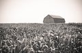 Retro image of a barn in the cornfield Royalty Free Stock Photo