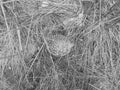 Retro image - Poisonous dangerous amanita muscaria fungus among dry grass. Autumn scene.
