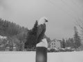 Grey shaded - Statue of bald eagle covered by snow in Bila village in Beskydy,Czech republic. Royalty Free Stock Photo