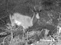 Grey shaded - Young fallow deer between young spruce trees growing his first antlers.