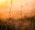Retro Meadow Grass At Sunset