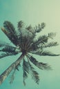 Retro nostalgic stylized palm tree