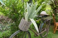 Retro old bicycle with plant in rattan basket