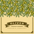 Retro olives harvest card Royalty Free Stock Photo