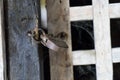 Retro padlock on a wooden fence Royalty Free Stock Photo