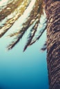 Retro Palm Tree Detail With Copy Space Royalty Free Stock Photo