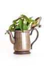 Retro pewter antique, silver color old fashioned teapot with homegrown green mint leaves for healthy medicinal tea on a white back