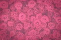 Retro pink roses flowers wall, dark toned vintage background Royalty Free Stock Photo