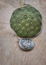 A retro pocket watch and Fresh green lotus seed pods on old wooden board background Royalty Free Stock Photo