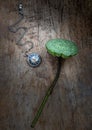A retro pocket watch and Fresh green lotus seed pods on old wooden board background Royalty Free Stock Photo