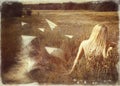 Retro postcard with beauty young woman in a field with paper p