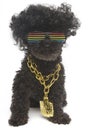 Retro Rainbow Sunglasses and Gold Chain On Poodle