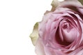 Retro rose shabby chic delicate flower background