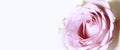 Retro rose shabby chic delicate flower background