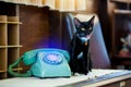 Retro rotary telephone on wood table and black cat sitting on wooden table