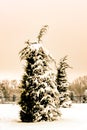 Retro Sepia tinted Snow and Icle Covered Tree bent over by weight of snow with other trees and iron fence in background Royalty Free Stock Photo