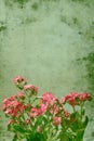 Retro still life image of pink Forget-me-not flowers