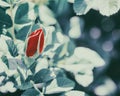 Retro style artistic background with red rose flower bud Royalty Free Stock Photo