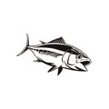 Bigeye Tuna Thunnus Obesus Swimming Down Retro Black and White Royalty Free Stock Photo