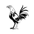 Rooster or Cockerel a Male Gallinaceous Bird Crowing Standing Side View Retro Black and White Royalty Free Stock Photo