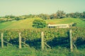 Retro style photo of autumn vineyeard and green rolling hills iduring golden hour sunset. Hawke's Bay, New Zealand Royalty Free Stock Photo