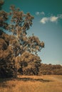 Retro style photo of a stunning summer landscape with a lone pine tree by a gravel trail through the field. New Zealand Royalty Free Stock Photo