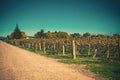 Retro style photo of a vineyard entrance. Dirt road running along the rows of golden grapevines. Autumn at Hawkes Bay