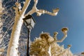 Retro-style street lamp and trees in infrared view Royalty Free Stock Photo