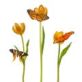 Retro styled image of three butterflies and tulips Royalty Free Stock Photo