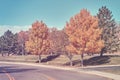 Retro stylized autumn trees along a road.