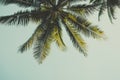 Retro stylized palm tree