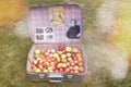 Retro suitcase with apples on grass, lawn. Royalty Free Stock Photo