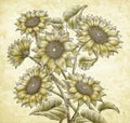 Retro Sunflower elements Royalty Free Stock Photo