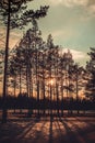 Retro Sunrise shining through pine wood under blue orange sky. Royalty Free Stock Photo