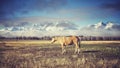 Retro toned grazing horse, Wyoming, USA