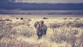 Retro toned herd of American bison grazing in the Grand Teton National Park. Royalty Free Stock Photo