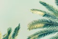 Retro toned Palm tree leaves. Palm and blue sky. Natural texture background Royalty Free Stock Photo