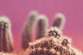 Retro toned photo of cactus bizarre shape on pink background.