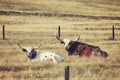 Retro toned Two Texas Longhorns resting on a dry meadow.