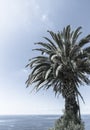 Retro tropical palms against blue sky. Royalty Free Stock Photo