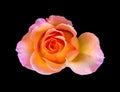 Rose top view macro of a single isolated orange yellow pink blossom in painting style on black background Royalty Free Stock Photo