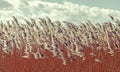 Retro vintage filtered dry reeds nature background. Royalty Free Stock Photo