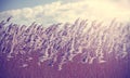 Retro vintage filtered dry reeds nature background. Royalty Free Stock Photo