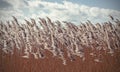 Retro vintage filtered dry reeds nature background. Royalty Free Stock Photo
