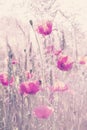 Retro vintage filtered wild meadow with poppy flowers at sunrise Royalty Free Stock Photo