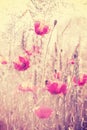 Retro vintage filtered wild meadow with poppy flowers at sunrise Royalty Free Stock Photo