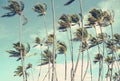 Retro Vintage Hawaii Palm Trrees In The Wind Royalty Free Stock Photo