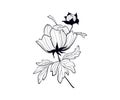 Peony black contour lines on white background